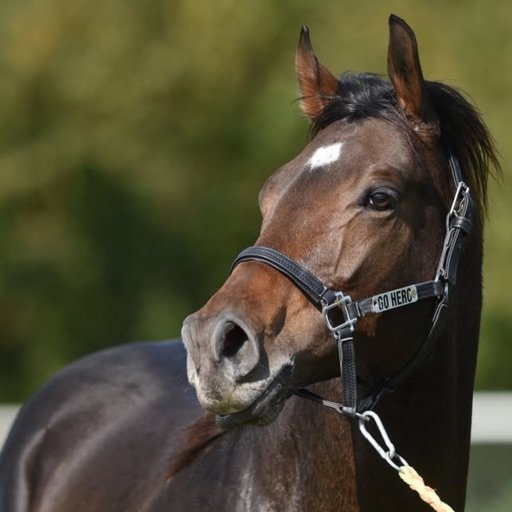 GO HERO uygulama ekran görüntüsü